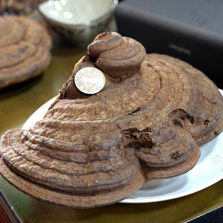 海南野生平盖灵芝500g包邮整枝无柄树舌灵芝扁木灵芝皂菌耳青芝片