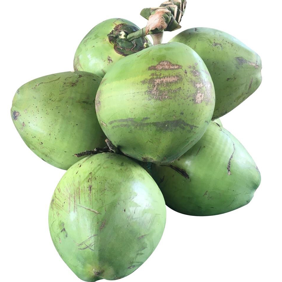 海南特产新鲜椰子 超大带皮椰青 青椰嫩椰子 孕妇水果 现摘6个装