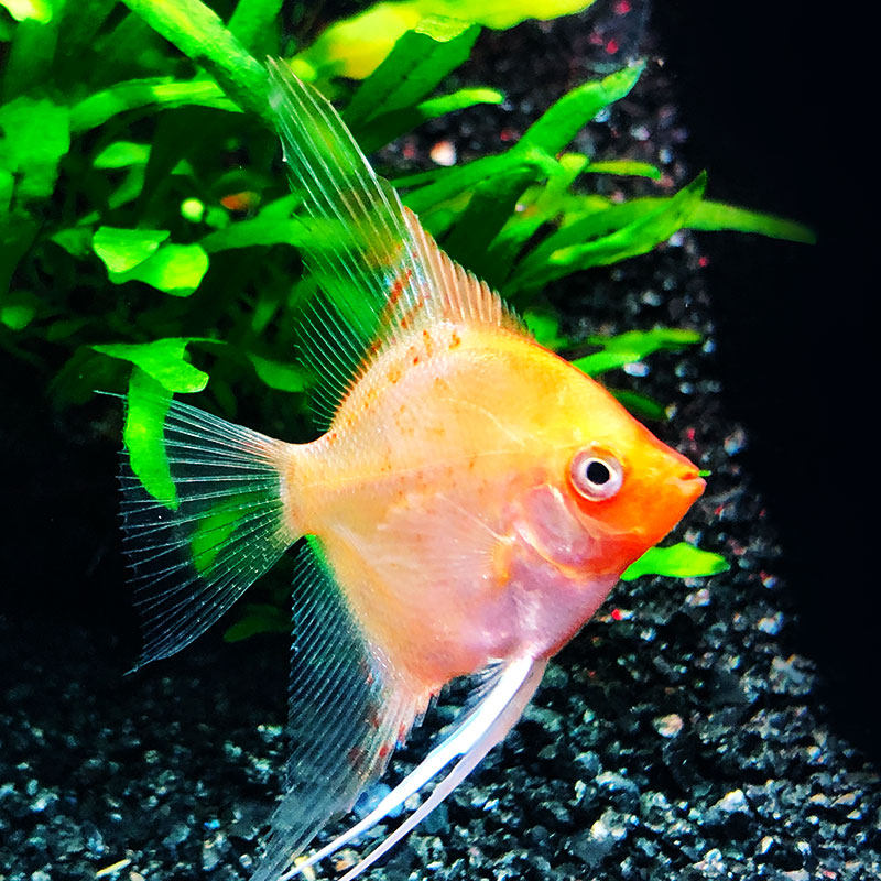 鱼之红精灵仙红魔鬼神仙红色燕鱼玻璃热带草缸鱼
