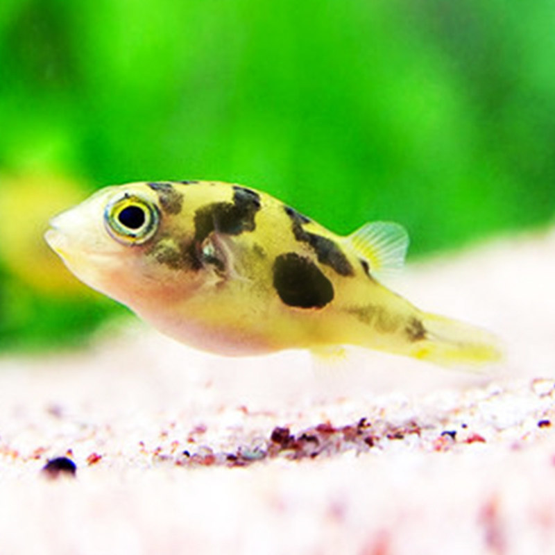 鱼之巧克力娃娃潜水艇巧娃螺鱼清理杂螺高手热带鱼