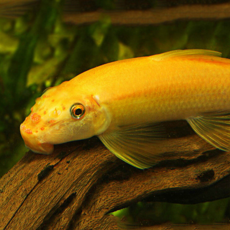 鱼之金苔鼠藻清缸工具鱼吃青金金台鼠鱼清洁底栖鱼