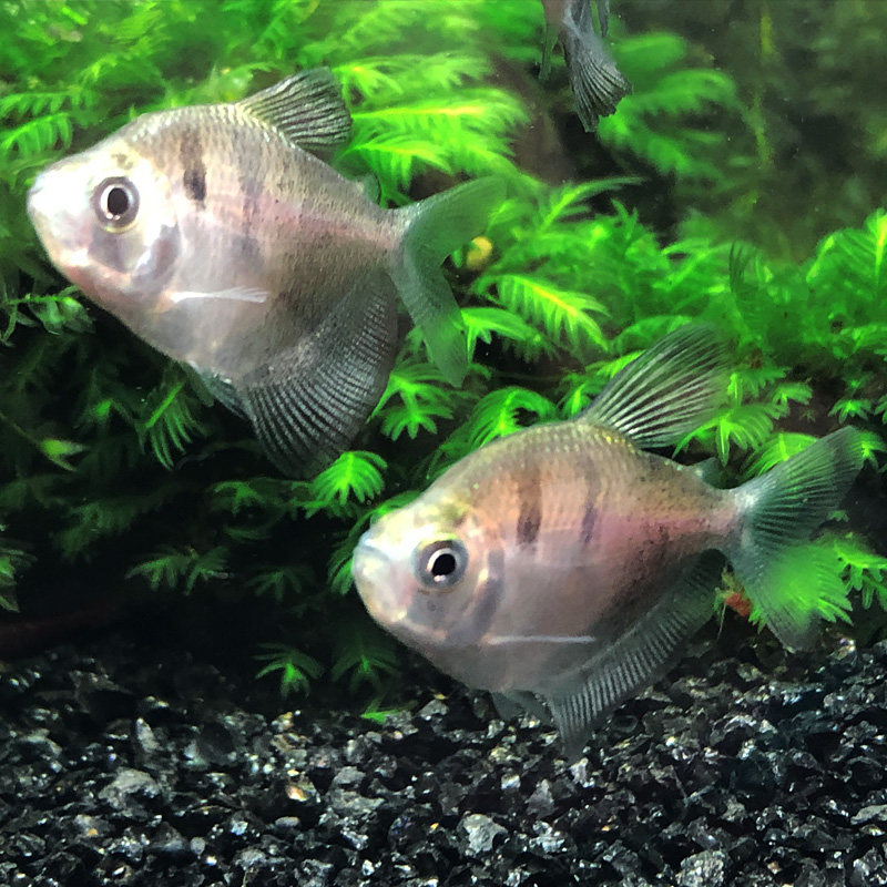 鱼之彩群鱼黑裙鱼灯火五彩裙灯科鱼耐养耐热带鱼