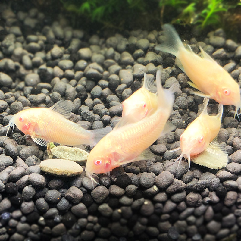 老鼠活体白老鼠热带鱼鱼鼠鱼