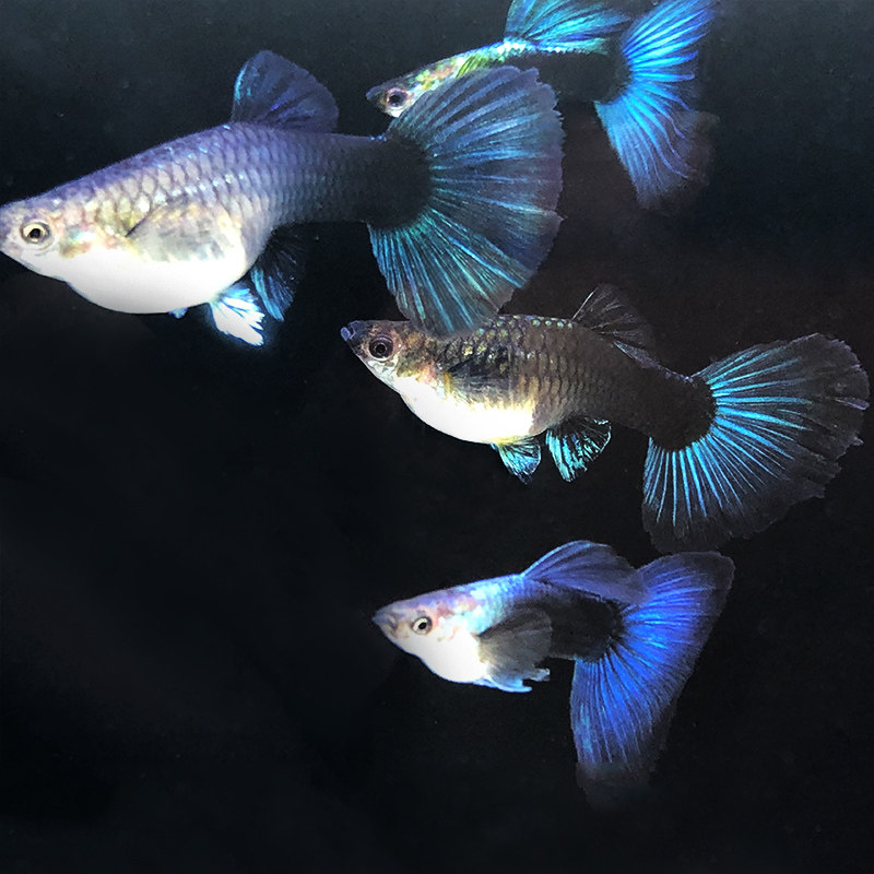 孔雀礼服鱼之蓝色闪电缎带热带鱼活体鱼