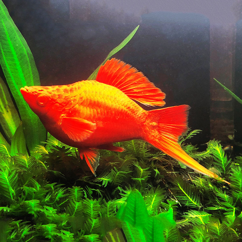 热带鱼之城红箭球红球箭尾球型红箭胎生球形鱼