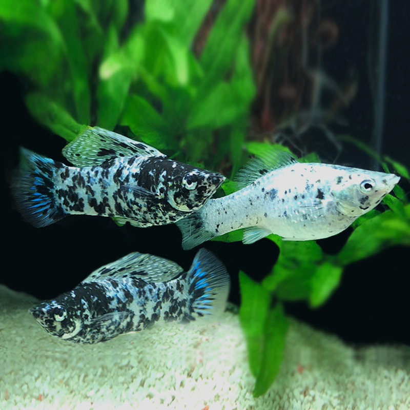 玛丽鱼之斑点高帆大帆黑白米奇胎生新手热带鱼