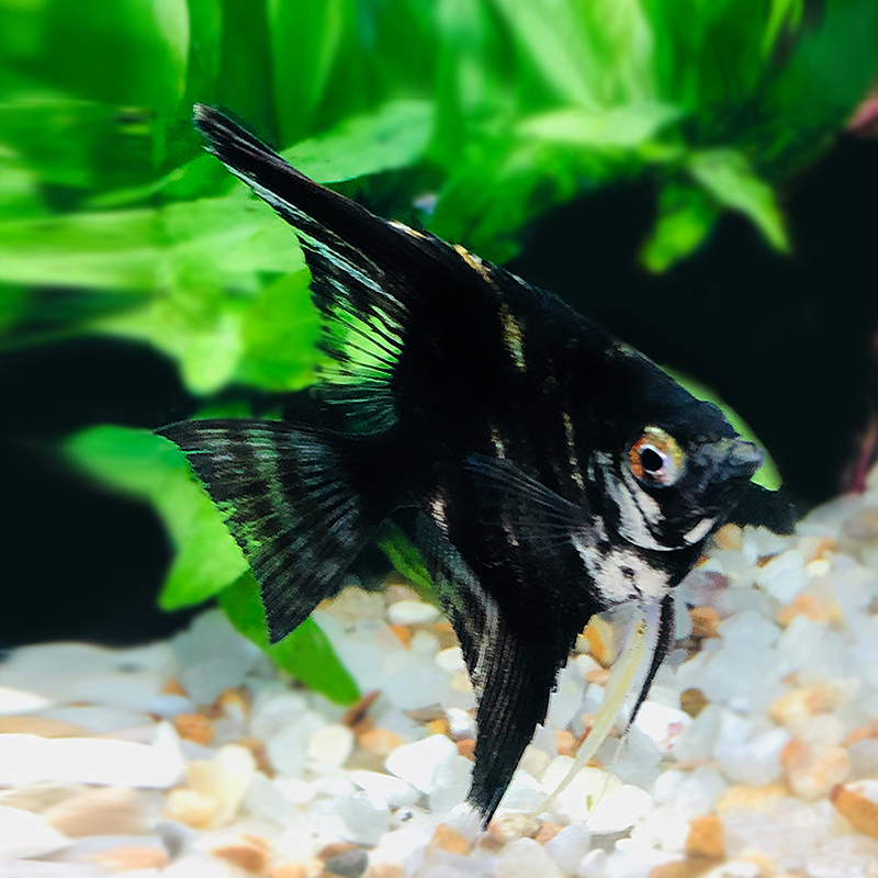 云石神仙鱼之七彩七彩云鱼苗石仙燕鱼黑白仙鱼鱼