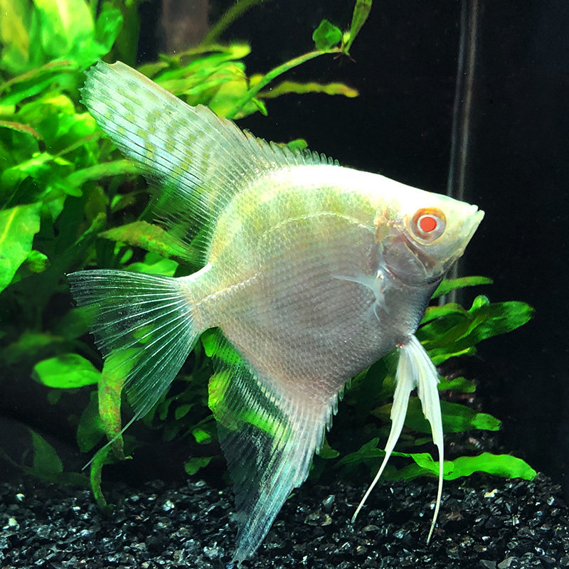 红眼鱼之金仙金头钻石仙钻石神仙鱼草缸群热带鱼