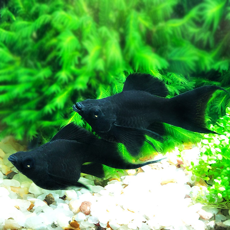 玛丽皮球胎生燕尾黑球球形生仔产仔热带观赏鱼鱼