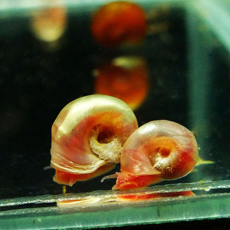 鱼之苹果淡水羊角螺丝草缸藻螺观赏观赏鱼鱼缸螺