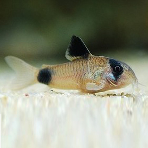 鱼之城老鼠鱼白花鼠熊猫鼠金苔鼠三间鼠观赏鱼热带