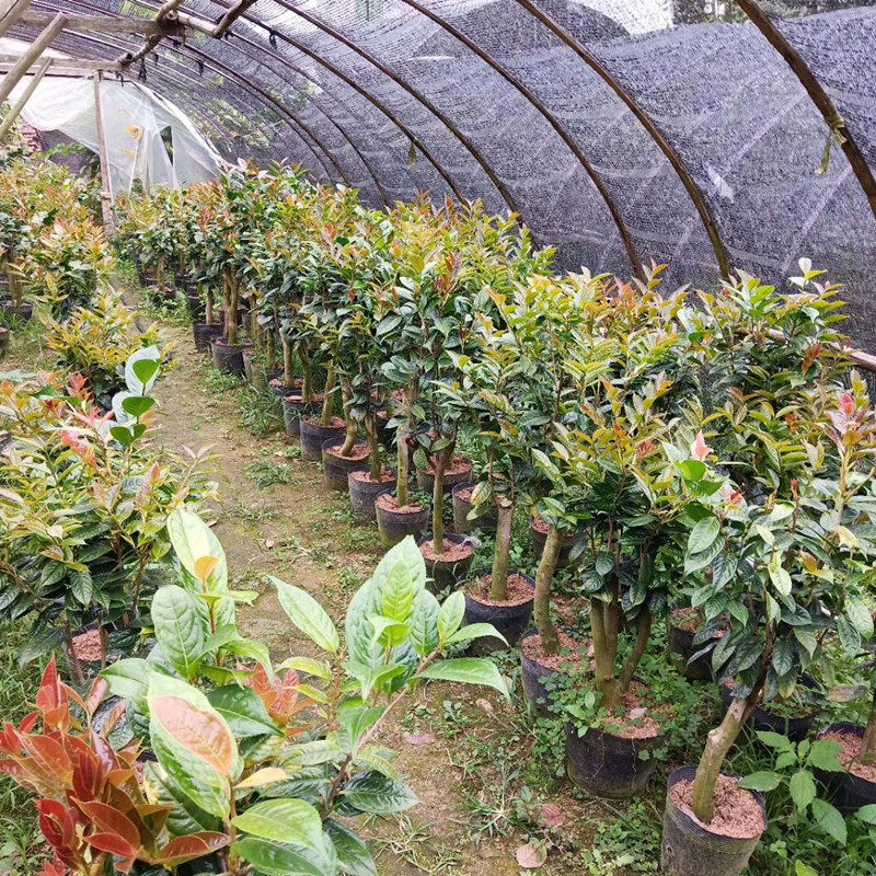 黄尊金花茶量多花期四季常绿花卉盆栽嫁接大苗时令草本花卉