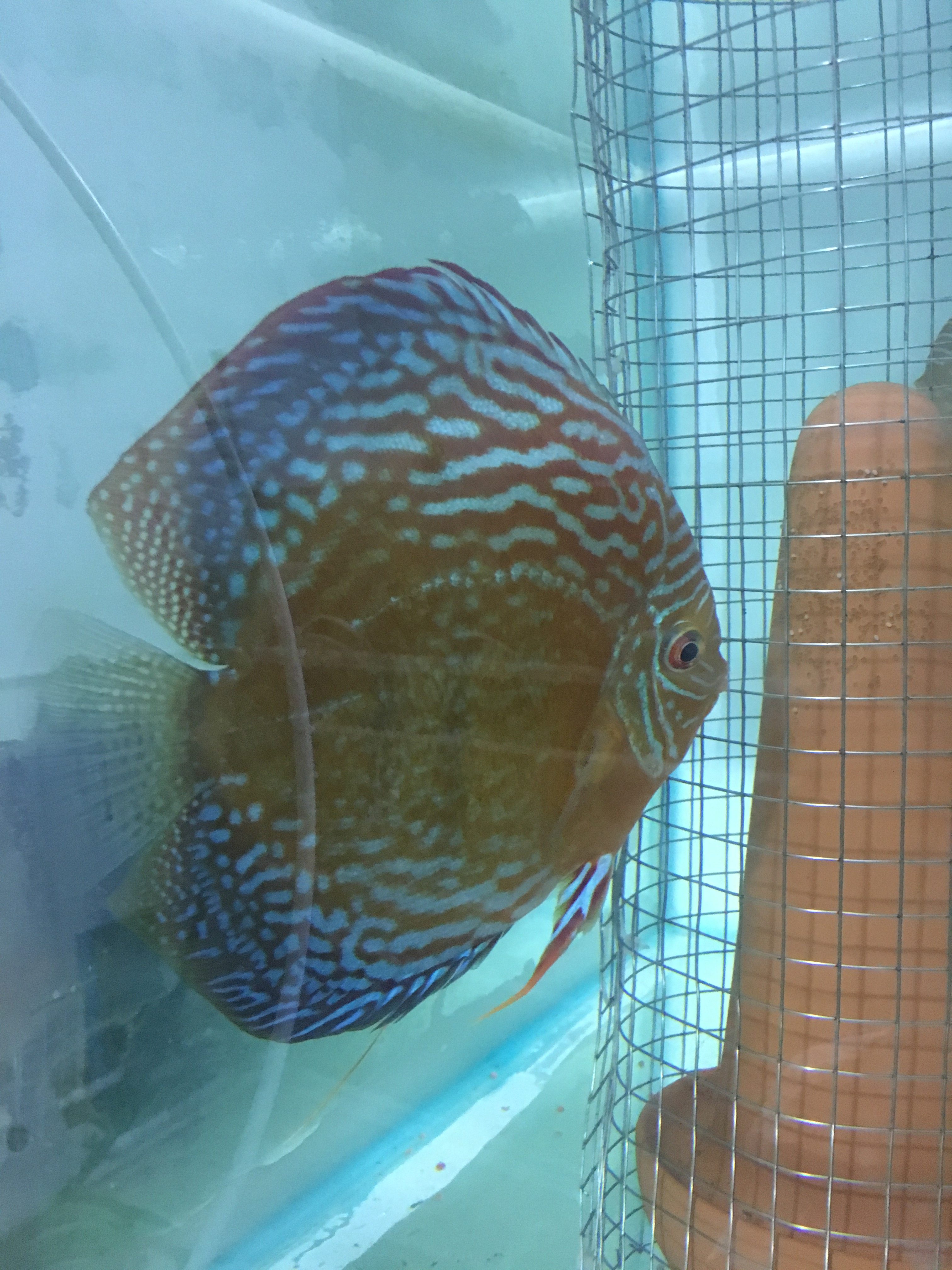 七彩神仙热带鱼野血鱼