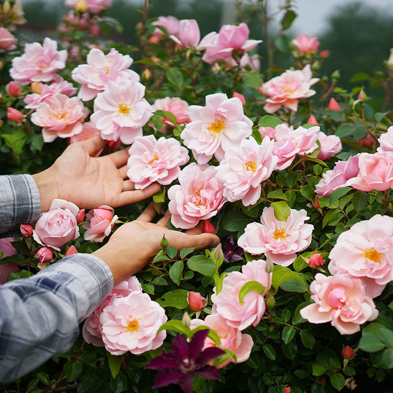 小鼹鼠园艺家大型藤本月季艾伯丁albertine粉色大仙女强壮抗病