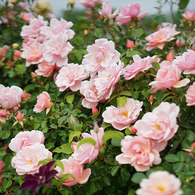 小鼹鼠园艺家大型藤本月季艾伯丁albertine粉色大仙女强壮抗病