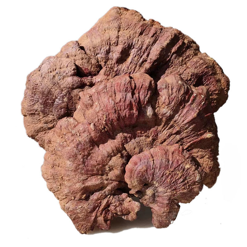 15年老店深山老倌正宗野生灵芝红芝赤芝丹芝整枝灵芝