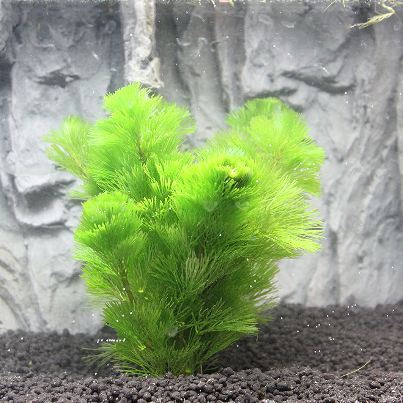 淡水鱼缸造景活体真水草绿菊花金鱼藻中后景鲜水草学生生物课观察