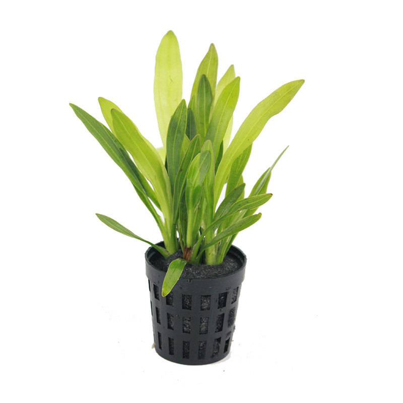 四季淡水生态鱼缸造景懒人活体水草植物真草乌拉圭皇冠迷你小九冠