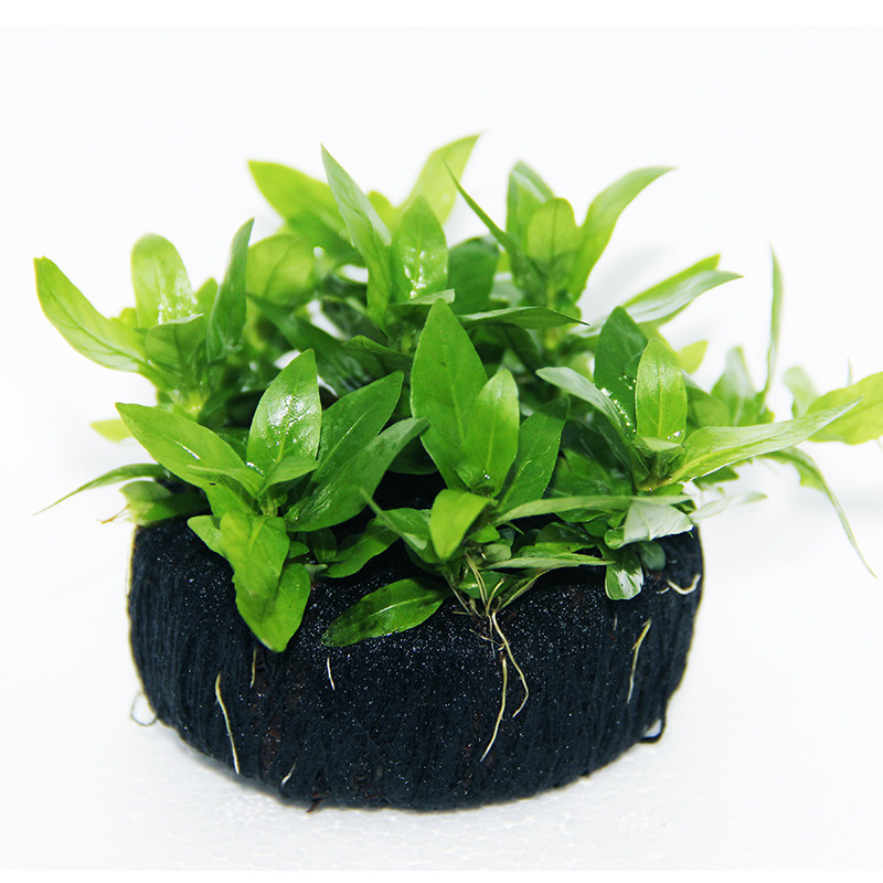 四季淡水鱼缸造景懒人水草趴地迷你水草