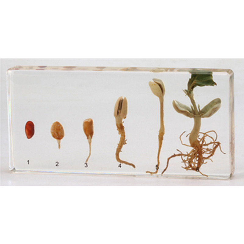 幼儿园教学真实植物粮食生长发芽标本棉花小麦其他模型玩具