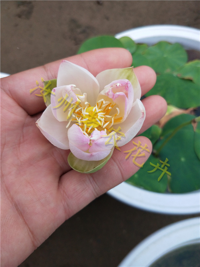 矮楚女汝州老农花卉真碗微型小型荷花迷你碗莲种时令草本花卉