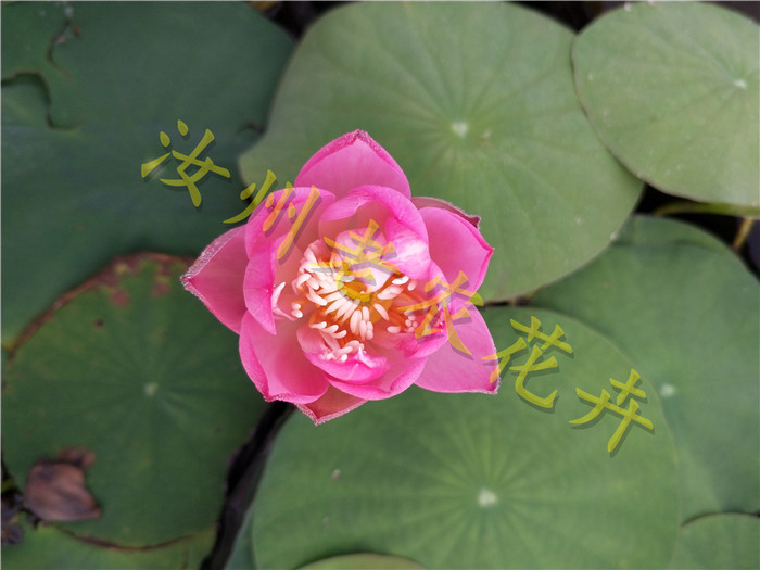 星火微型汝州老农花卉真碗莲荷荷花迷你水生时令草本花卉