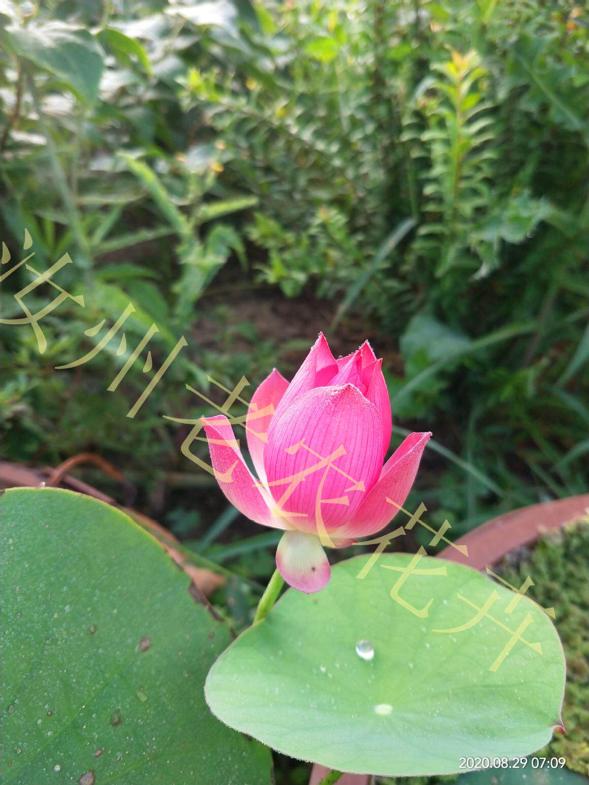 紫仙8号微小小型汝州老农花卉真碗莲荷荷花时令草本花卉