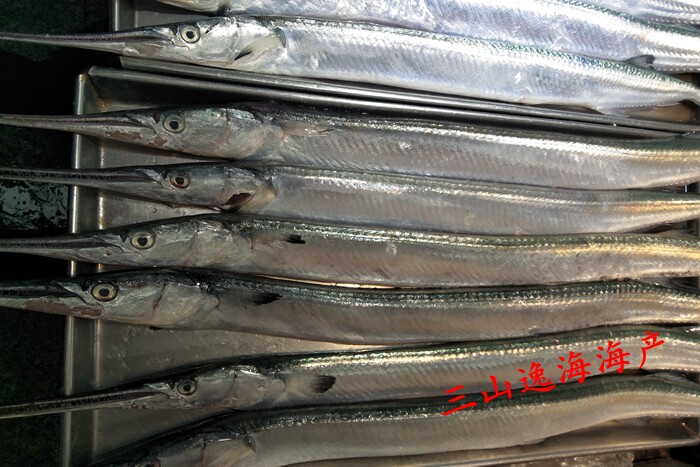 年货 渤海莱州湾针良鱼 大针鱼 古董鱼 良鱼 新鲜鲜活 500g绿骨头