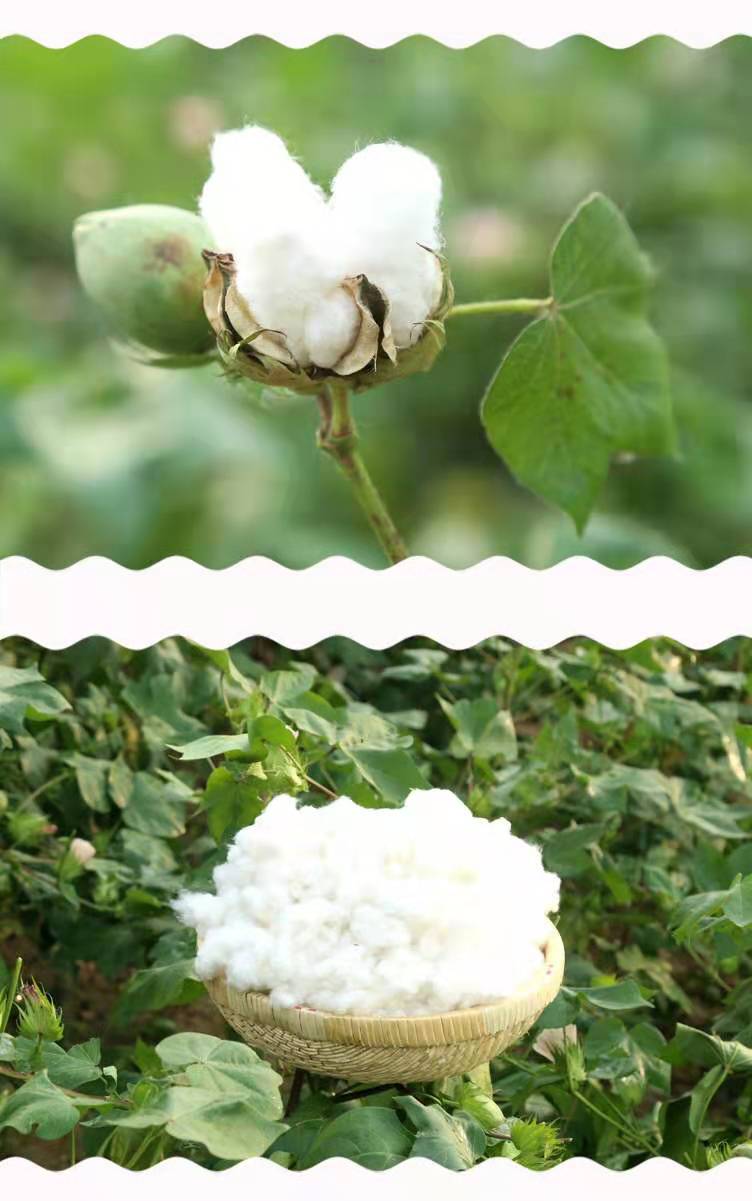 纯棉棉花填充新疆新摘优质长绒棉棉棉絮天然棉花