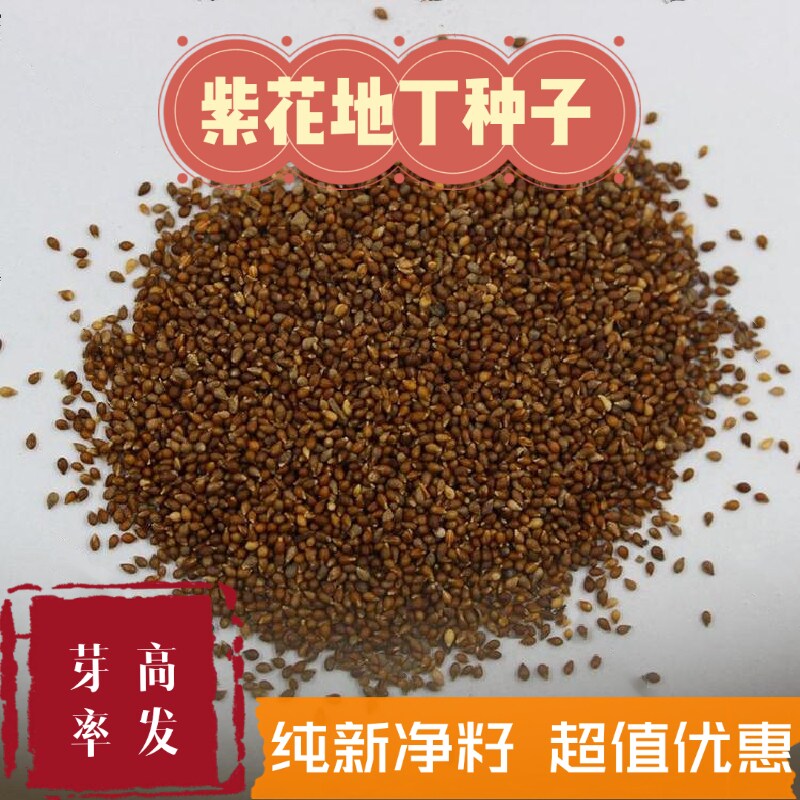 紫花地丁种子甜地丁籽花卉盆栽家庭园艺种子