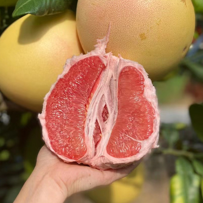 阿明福建平和红心柚子红肉管溪蜜柚三红红柚柚子