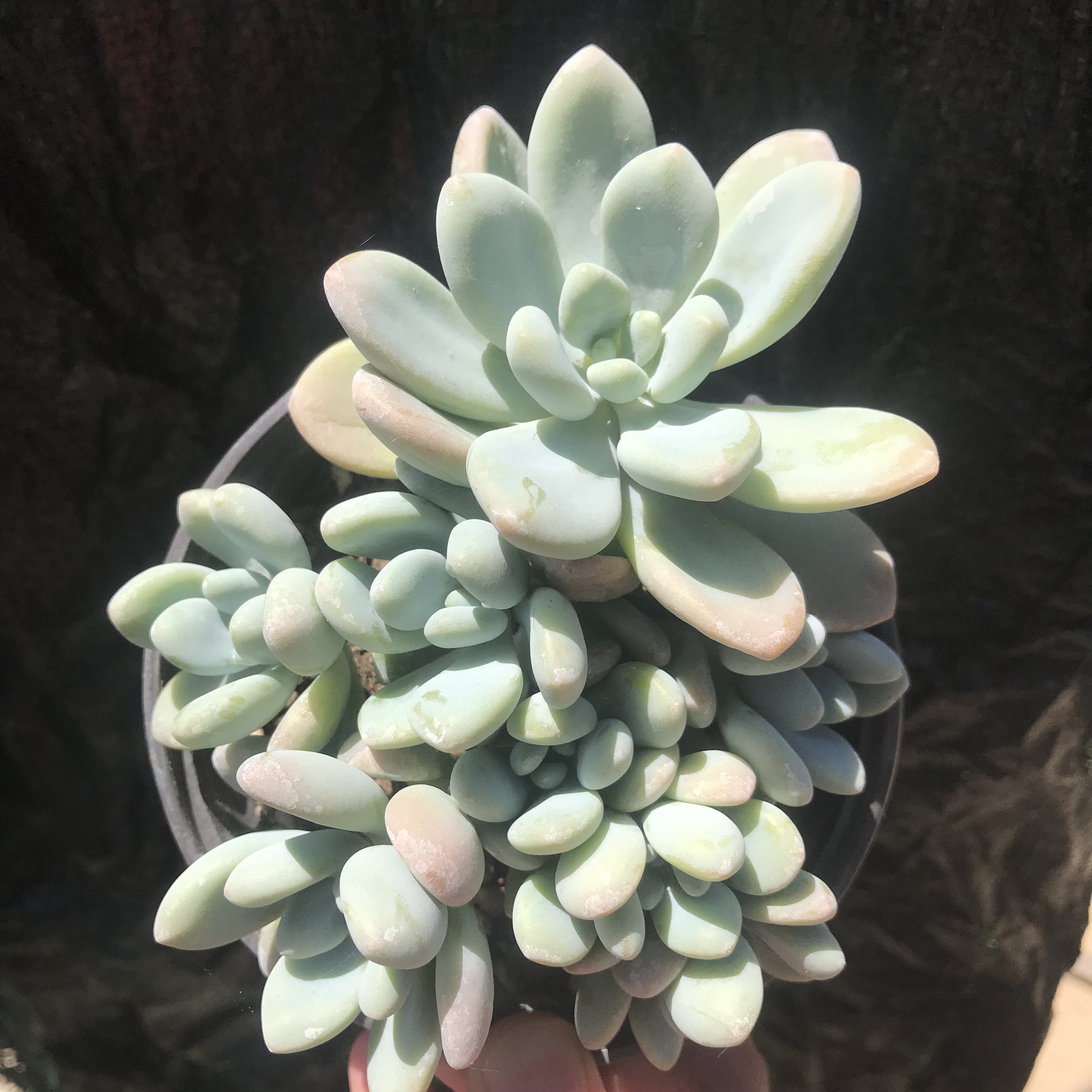 香水洛神多肉老桩一物一拍趣味窗台花卉阳台多肉植物