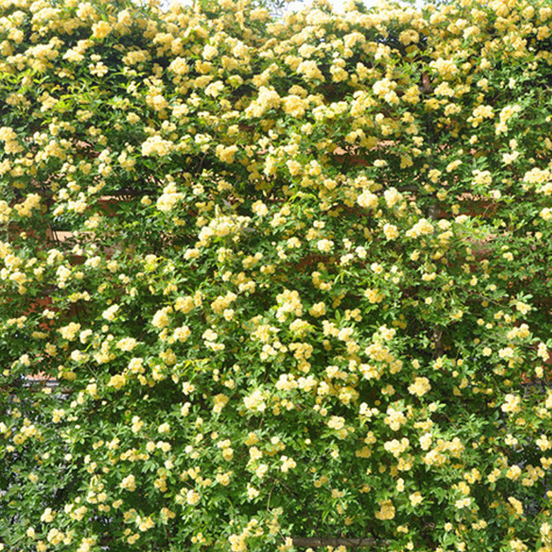 藤本浓香蔷薇植物爬墙藤蔓爬藤大型庭院攀援时令草本花卉