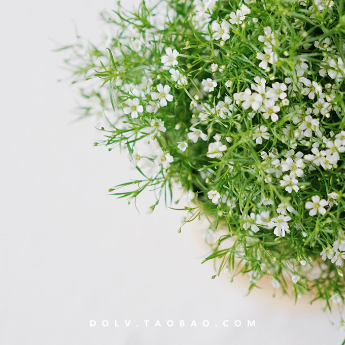 dolv豆绿满天星浪漫物语情人礼物盆栽北欧欧风小清新花卉