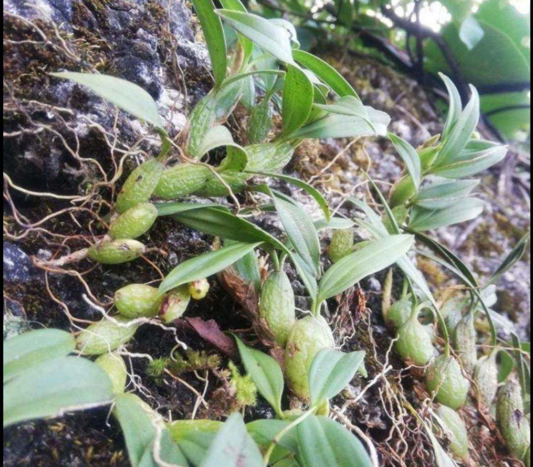 新鲜石橄榄火锅煲汤补品炖汤小号仙桃石仙桃中小其他药食同源食品