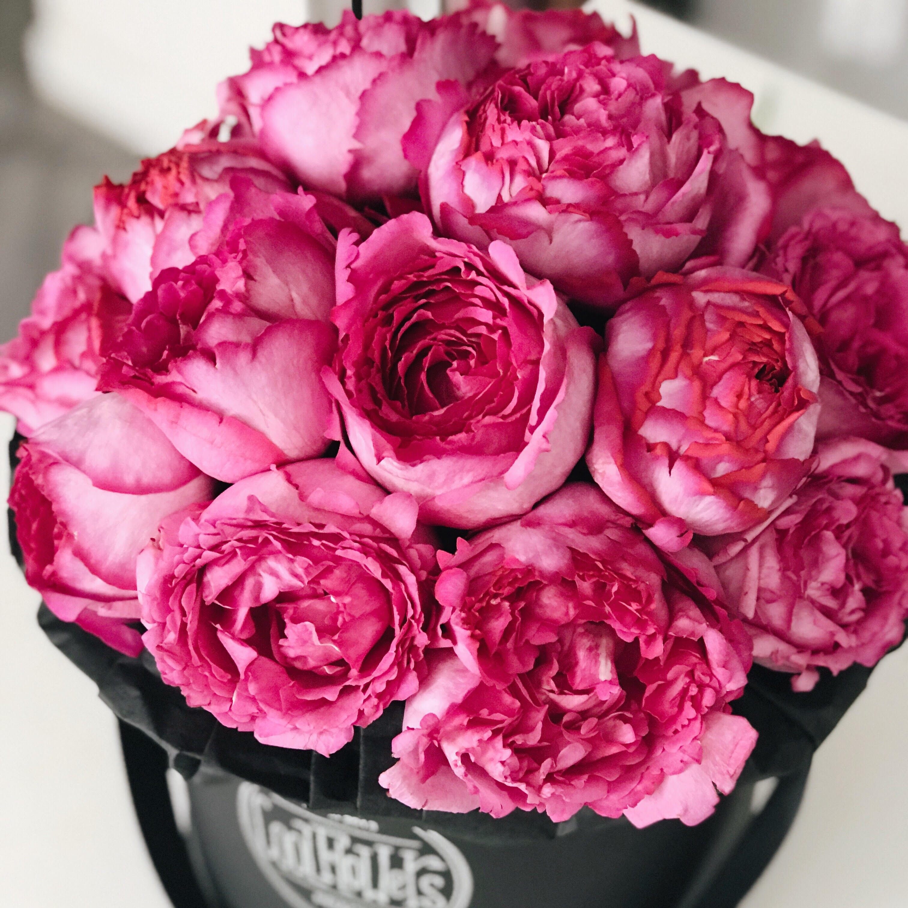 伊芙伯爵月季扦插大苗浓香切花盆栽四季灌木时令草本花卉