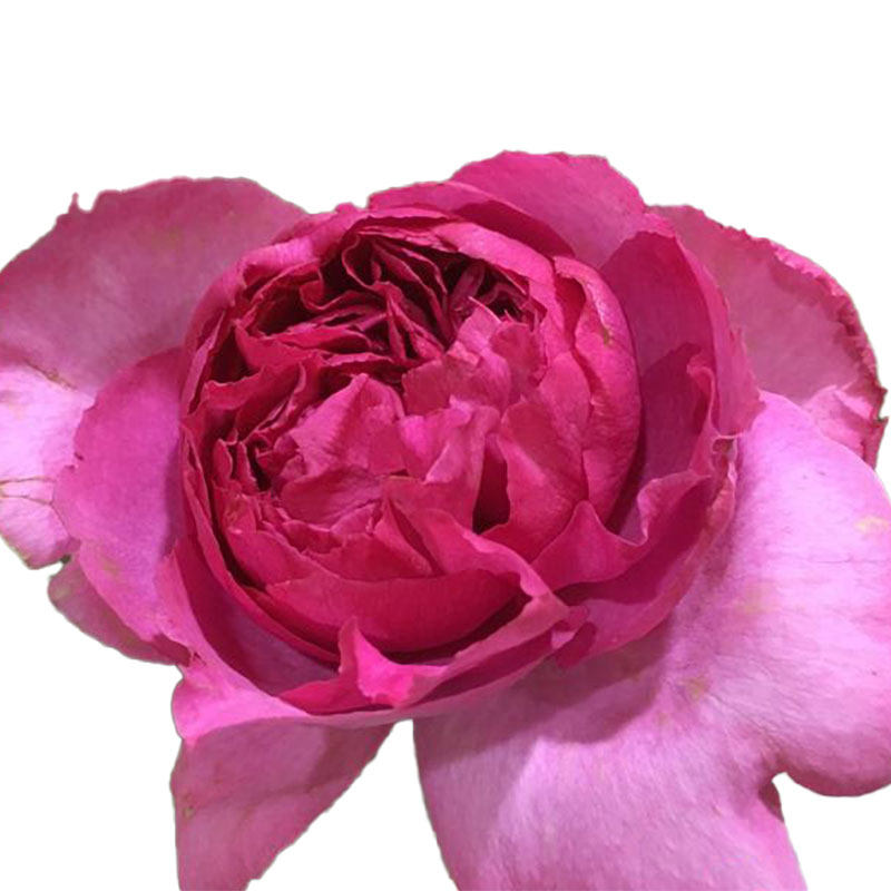 新品伊芙花环月季花大花浓香四季开花系列灌木时令草本花卉