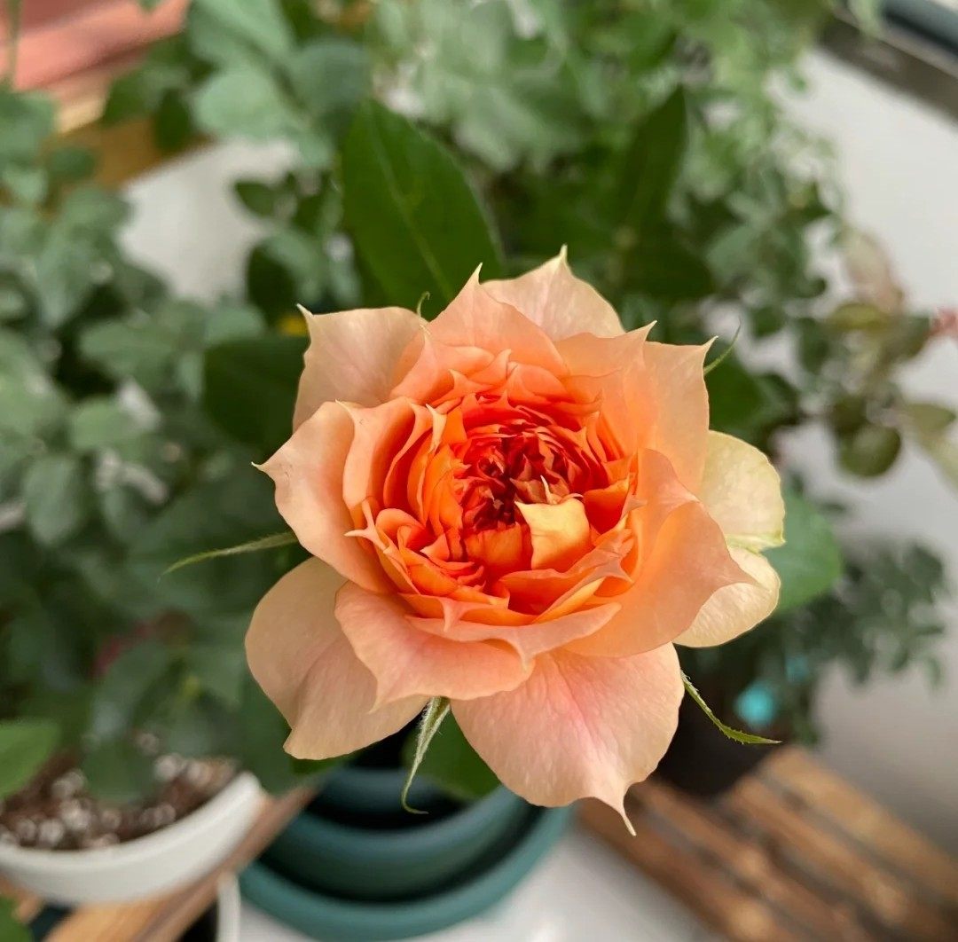 新品南瓜灯笼月季大苗灌木勤花抗病耐热长势时令草本花卉