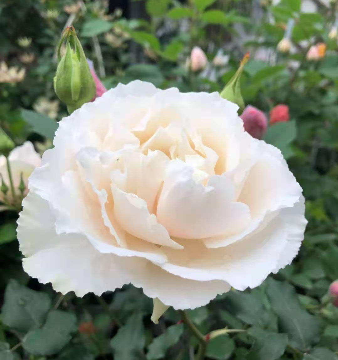 新品伊芙白雪公主月季大苗正版强香四季大花系列灌木阳台盆栽