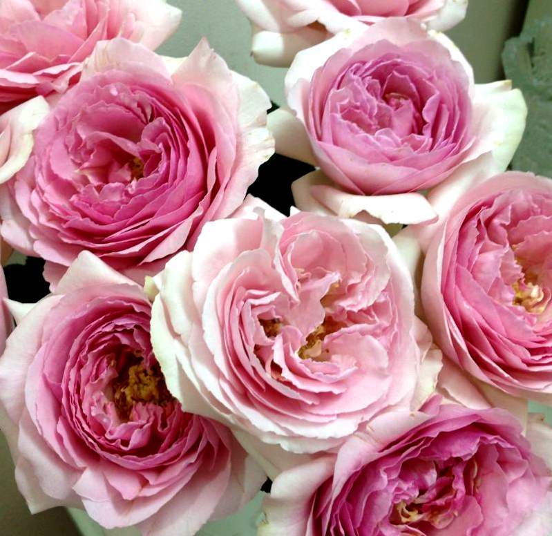 新品伊芙芙蕾欧诺月季根接大苗纯系系列大花时令草本花卉