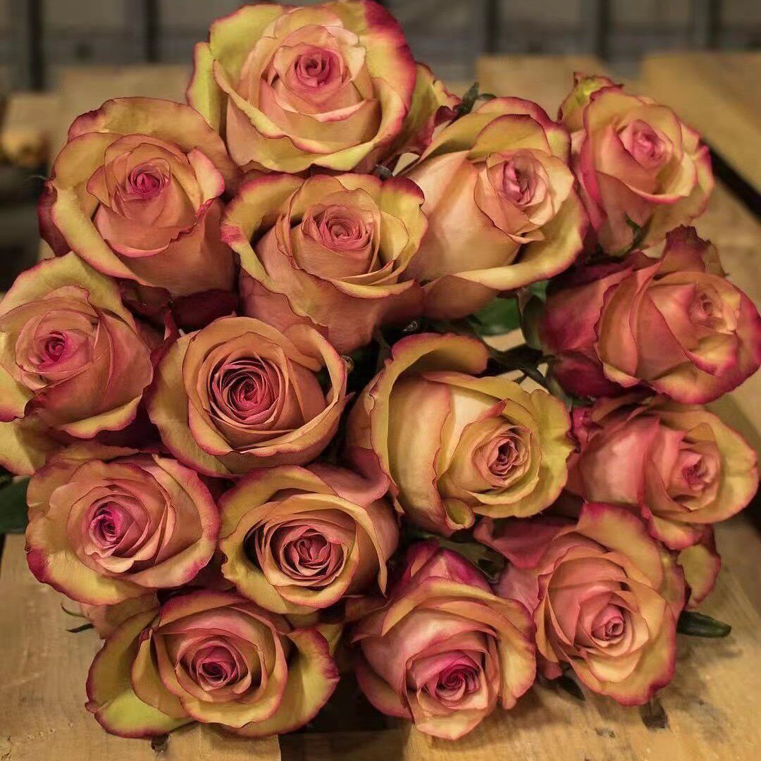 新品佳酿葡萄美酒月季花中大苗复古色切花灌木花卉