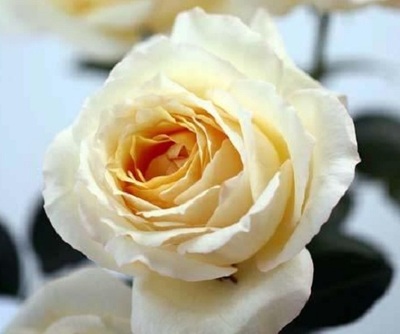 金色伊芙伯爵系列golden yves piaget月季花盆栽灌木黄色大花浓香