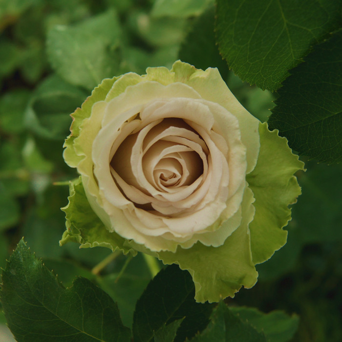 日月沙漠玫瑰甜点月季花扦插庭院切花灌木白绿时令草本花卉