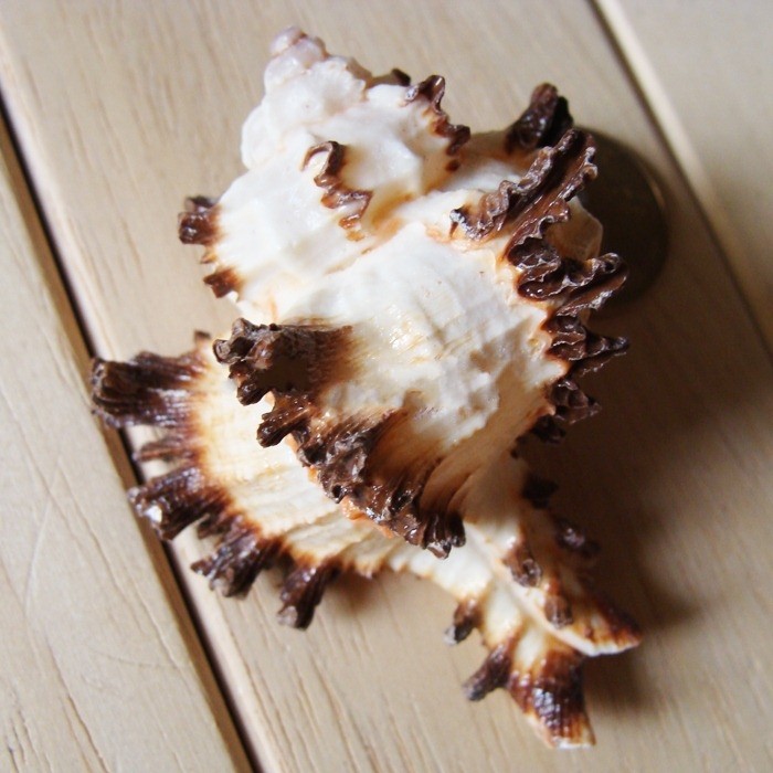 天然千手刺球骨螺海螺海星diy家居鱼缸飘窗海螺