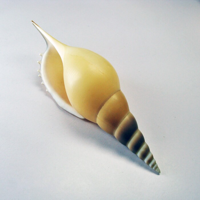 海螺马丁长鼻名贵天然贝壳贝壳家家居鱼缸地台海螺