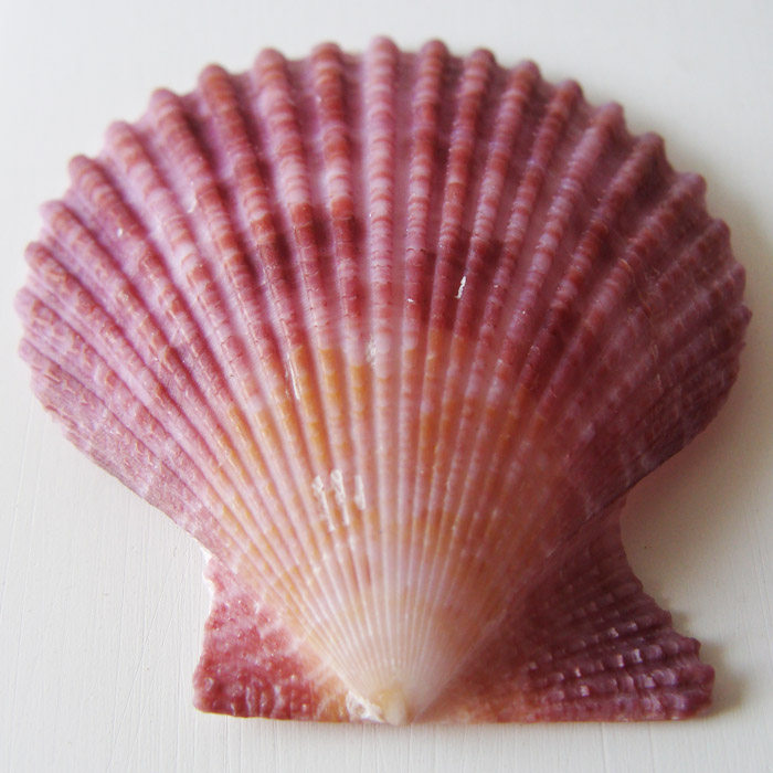 天然紫贝壳紫色扇贝海螺贝壳diy家居鱼缸地台海螺