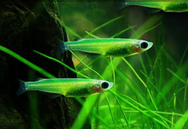 夜明珠上层2-2.5cm鱼