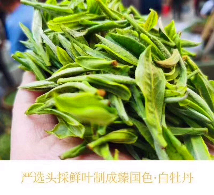 长龙茶叶福鼎白茶长龙臻国色白牡丹2020年头采荒野散白茶包邮