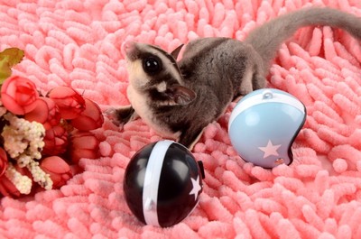 蜜袋鼯大眼飞鼠仓鼠玩具用品安全帽头盔帽子机车帽子拍照道具卖萌