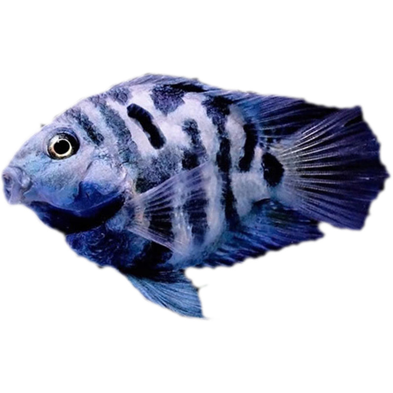 热带鱼活体迷你鹦鹉宝蓝白金小型观赏鱼金鱼宠物鱼躲藏短鲷孔雀鱼